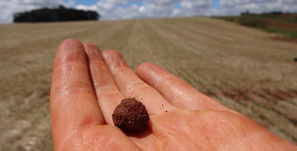 Great Balls of Dung, and Other Surprises